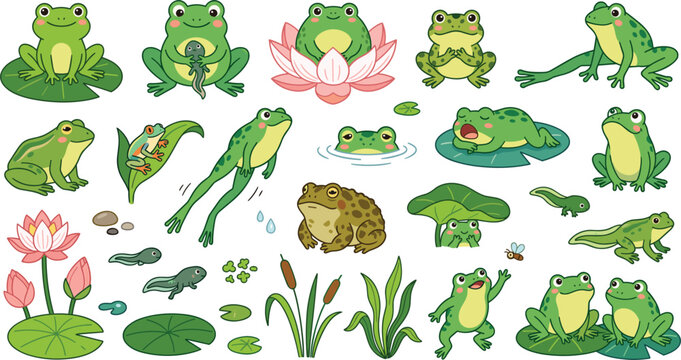 Cute frog vector set featuring cartoon amphibians lily pads and lotus flowers showing life cycle stages for kids educational illustrations and designs