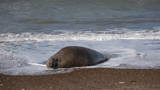 Male Sea Elefant on the beach at Isla Escondida, Puerto Madryn, Patagonia, Argentina