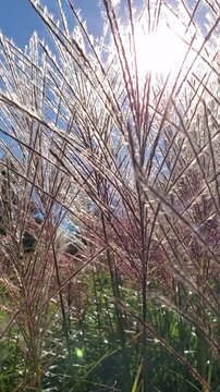 Sunlight Gleaming Through Tall Ornamental Grass Plumes in Autumn
