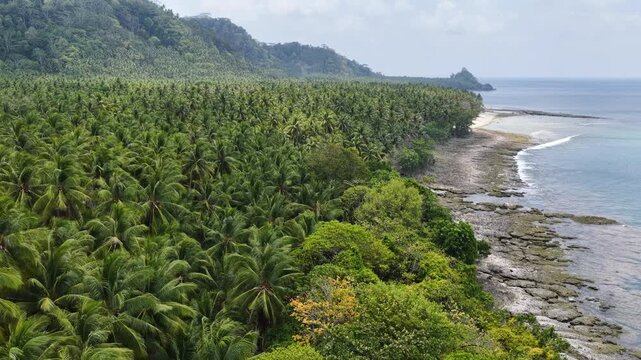 Coconut palms wave in a the breeze along the beautiful coastline of Maju Island in the Molucca Sea, Indonesia. A rugged, rocky reef surrounds this tropical paradise which few people ever visit.