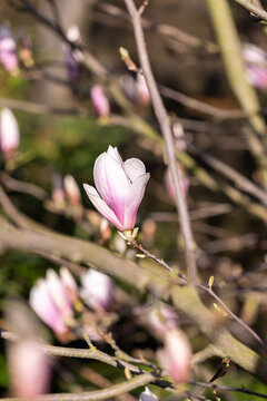 Beautiful pink magnolia flower bud on tree branch in spring