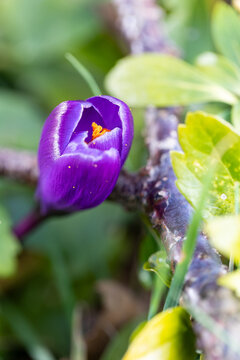 Close-up of a purple crocus flower blooming in spring