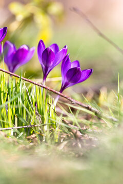 Vibrant purple crocus flowers blooming in spring grass