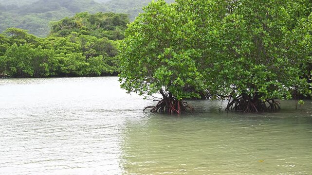 エメラルドグリーンの水辺に自生する石垣島のマングローブ（亜熱帯・大自然）