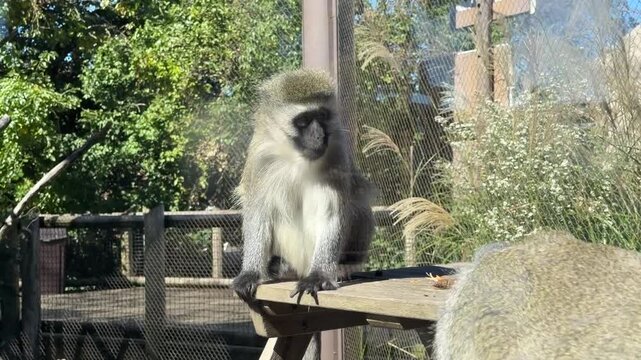 Two Monkeys Interacting on Wooden Platform in Zoo Enclosure