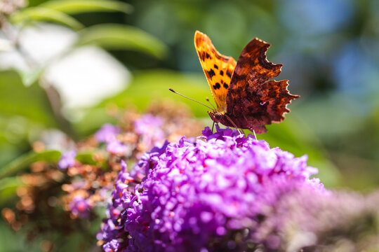 Comma butterfly feeding on purple buddleia flower in sunlight