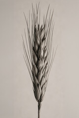 Fototapeta premium Close-up of a single wheat stalk against a neutral background.