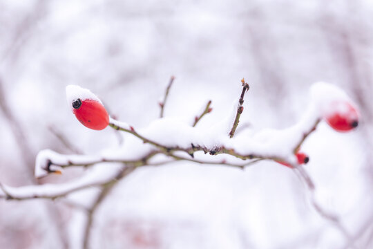 Red rosehip fruit covered with fresh snow in winter