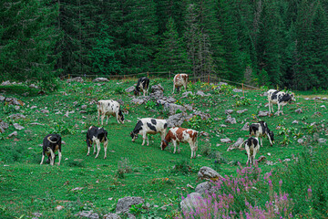 herd of sheep © mile