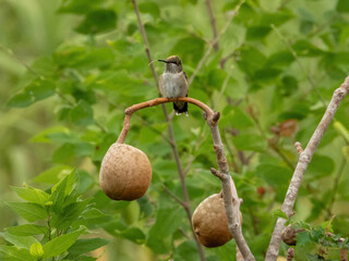 Fototapeta premium Ruby-throated Hummingbird perched on a branch