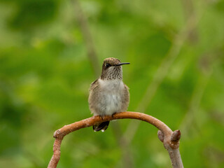 Fototapeta premium Ruby-throated Hummingbird perched on a branch