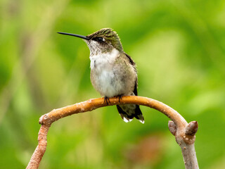 Fototapeta premium Ruby-throated Hummingbird perched on a branch