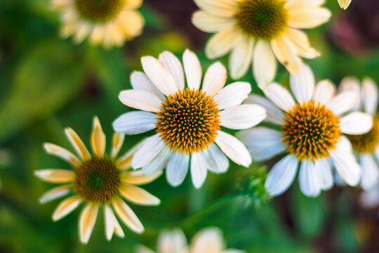 Close-up of white and yellow coneflower blossoms blooming outdoors