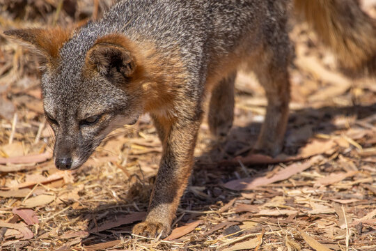 Catalina Island fox