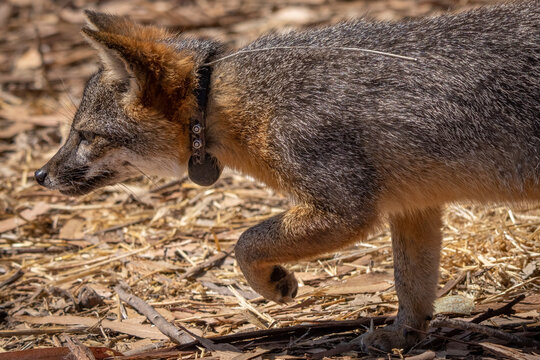 Catalina island fox