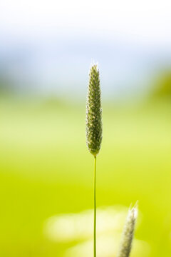 Close-up of wild grass seed head in a summer meadow