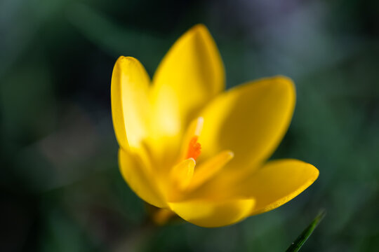 Close-up of a vibrant yellow crocus flower in spring