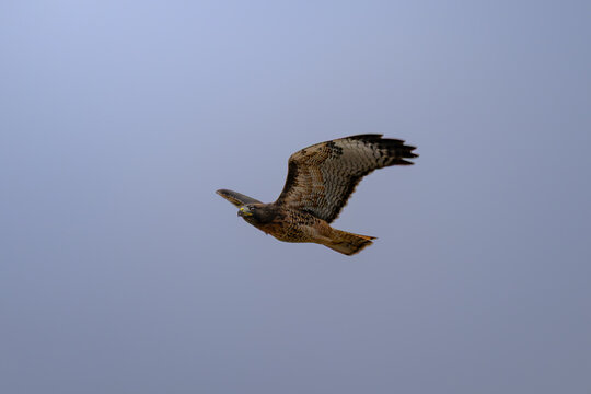 Red-Tailed Hawk Gliding Low with Wings Raised Against a Muted Gray Sky