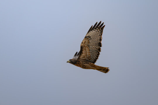 Red-Tailed Hawk Banking in Flight with Sunlit Underwings Against a Soft Gray Sky