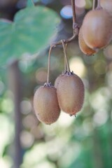 apples on a tree © すーちゃん