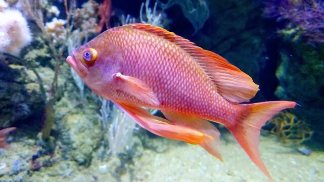 Vibrant Pink Sea Goldie Anthias Fish Swimming in Tropical Aquarium Tank