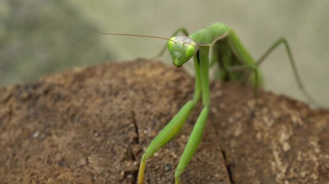 Green Praying Mantis on an Old Tree Stump, Close Up. A green praying mantis rests on an old tree stump, showing its natural texture and details, close-up view.