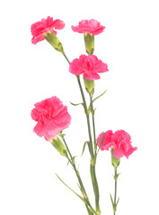 Obraz premium Pink spray carnation flowers with branched stems isolated on white background