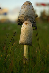 mushrooms in the grass © Aigars