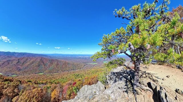  pine tree rises from a rocky ledge above Shenandoah autumn valleys.
