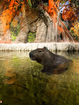  Capivara swimming 