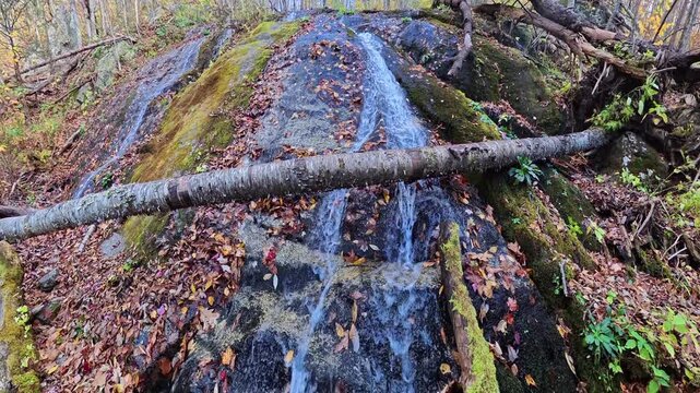 horizontal fallen trunk spans thin cascades flowing over a mossy woodland rock.
