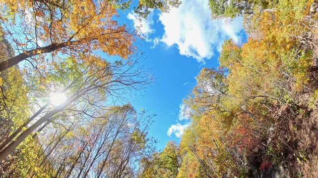  camera looks skyward beneath orange and green leaves in the Virginia woodland.
