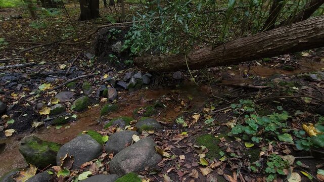 Shallow woodland stream flowing through rocks, fallen leaves and forest vegetation, illustrating a natural forest floor ecosystem, seasonal runoff and biodiversity