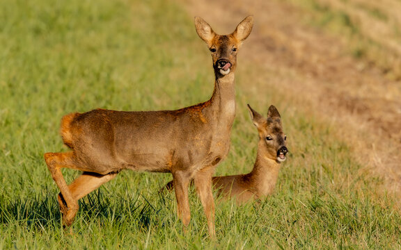 Roe deer in the Wiltshire countryside at Golden hour. Deer in very good condition. A glimmer of red colour in the coat from the sunlight. England.