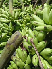 fresh green bananas © sofwatul