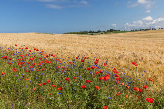 Gerstenfeld mit Mohn (Papavaer rhoeas, Klatschmohn)  und Kornblumen (Centaurea cyanus)  am Feldrand bei Rerik in Mecklenburg-Vorpommern, Deutschland