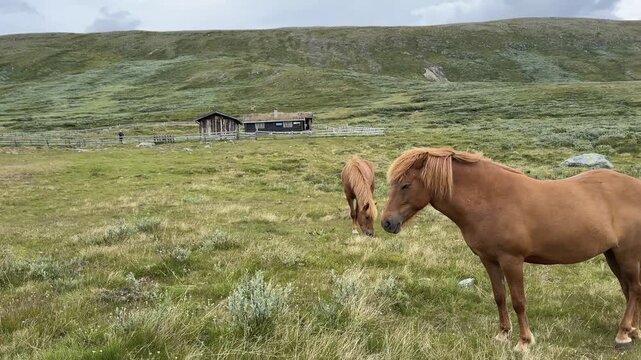 Chestnut horse grazing on a Norwegian mountain pasture