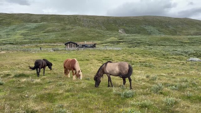Horses grazing by a turf roofed mountain farm in Norway