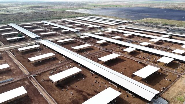 Aerial view of a large modern dairy cattle farm with rows of sheds and grazing cows