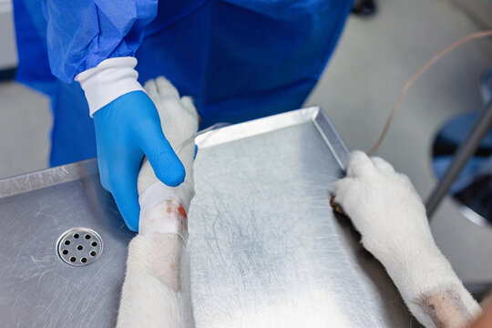 Veterinarian in protective gloves gently holds a dog's bandaged front leg after connecting an IV drip. Close-up of professional veterinary care, intravenous treatment and animal healthcare in a clinic