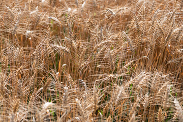 Fototapeta premium Wheat grain on the spikelet at the field. Ears of rye crop. Agriculture business and harvest. Landscape with field of ripe rye in summer. Agriculture barley or rye field. Summer nature