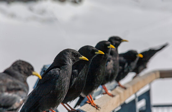 Alpendohlen (Pyrrhocorax graculus)