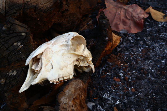Weathered animal skull lying on dry ground covered with dead leaves and ashes. Symbolic of extreme drought, global warming, and environmental disaster in arid nature. High angle shot.