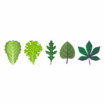 Fresh salad greens
