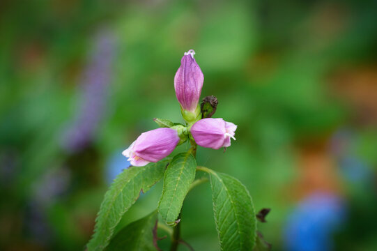 Macro shot of pink turtlehead blossoms (Chelone obliqua, Plantaginaceae) with green bokeh at Melaten cemetery in Cologne