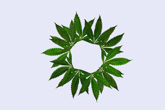 Herbal cannabis pattern. Cannabis plant texture. Marijuana background. Cannabis pattern. C Green cannabis background.