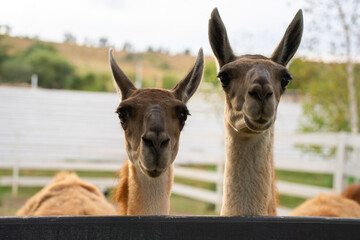 Two guanacos stand behind a dark fence in an enclosure, looking toward the camera. Their long ears, brown faces and pale necks are clearly visible. © Marina