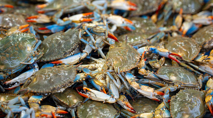 Crab claws show fresh seafood texture. Crab shell looks natural and raw. Fresh crab fills seafood market display. Whole crab pile suggests ocean catch. © Volodymyr