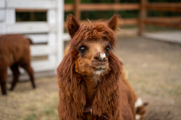 Fototapeta premium A shaggy brown alpaca stands in a farm enclosure, facing the camera, with another alpaca partly visible behind it on straw-covered ground.