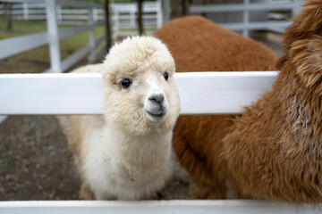 Fototapeta premium Young white alpaca standing in a fenced livestock pen with brown alpacas behind it; close view of its woolly coat, upright ears and dark eyes.